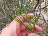 Ephedra foeminea