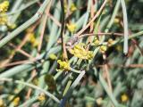 Ephedra foeminea