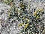 Ephedra foeminea
