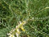 Astragalus melanophrurius