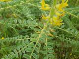 Astragalus melanophrurius