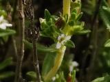 Thymus leucostomus