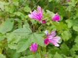 Malva sylvestris