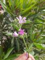 Malva sylvestris