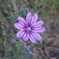 Malva sylvestris