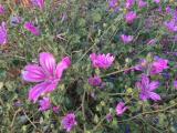 Malva sylvestris