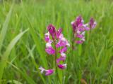 Polygala pruinosa