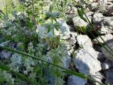 Stachys annua