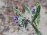 Anchusa azurea