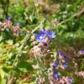 Anchusa azurea