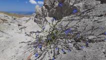 Anchusa azurea