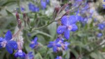 Anchusa azurea