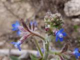 Anchusa azurea