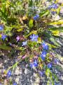 Anchusa azurea