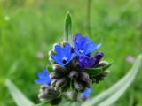 Anchusa azurea