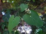 Cynanchum acutum