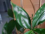 Tradescantia fluminensis