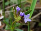 Asperula arvensis