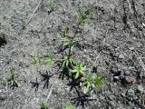 Asperula arvensis