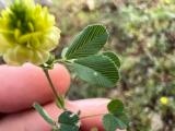 Trifolium campestre