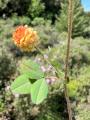 Trifolium campestre