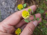 Trifolium campestre