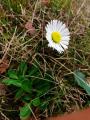 Bellis sylvestris