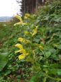 Salvia glutinosa