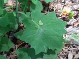 Lactuca muralis