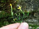 Lactuca muralis