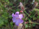 Campanula lyrata