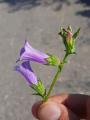 Campanula lyrata