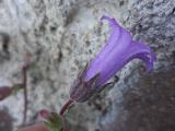 Campanula lyrata