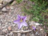 Campanula lyrata