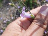 Campanula lyrata