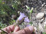 Campanula lyrata