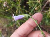 Campanula lyrata