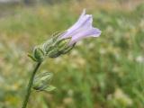 Campanula lyrata