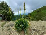 Eremurus spectabilis