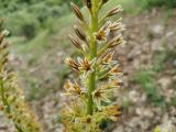 Eremurus spectabilis