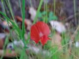 Lathyrus cicera