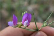 Lathyrus digitatus