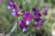 Lathyrus digitatus