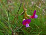 Lathyrus digitatus