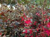 Loropetalum chinense