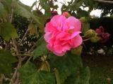 Hibiscus mutabilis