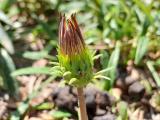 Gazania linearis