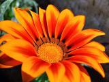 Gazania linearis
