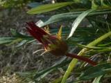 Gazania linearis
