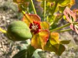 Euphorbia rigida